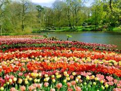 Keukenhof Bahçeleri - Müze Biletleri