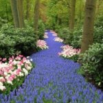 Keukenhof Bahçeleri - Müze Biletleri