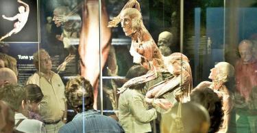 Body Worlds Mutluluk Projesi Bileti