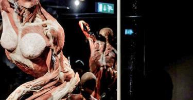 Body Worlds Mutluluk Projesi Bileti